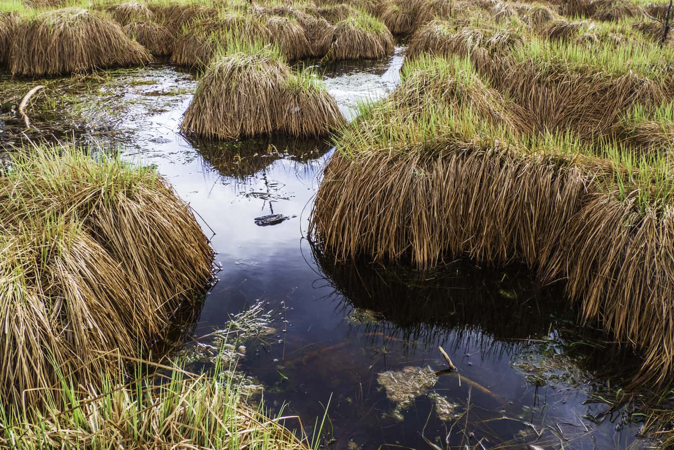 Peatland (aquatic ecosystem)