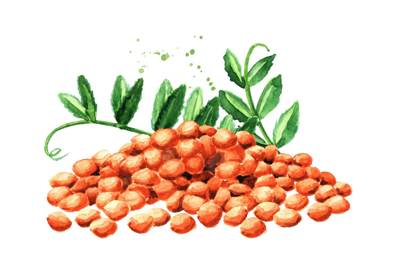 Ilustração de lentilhas.