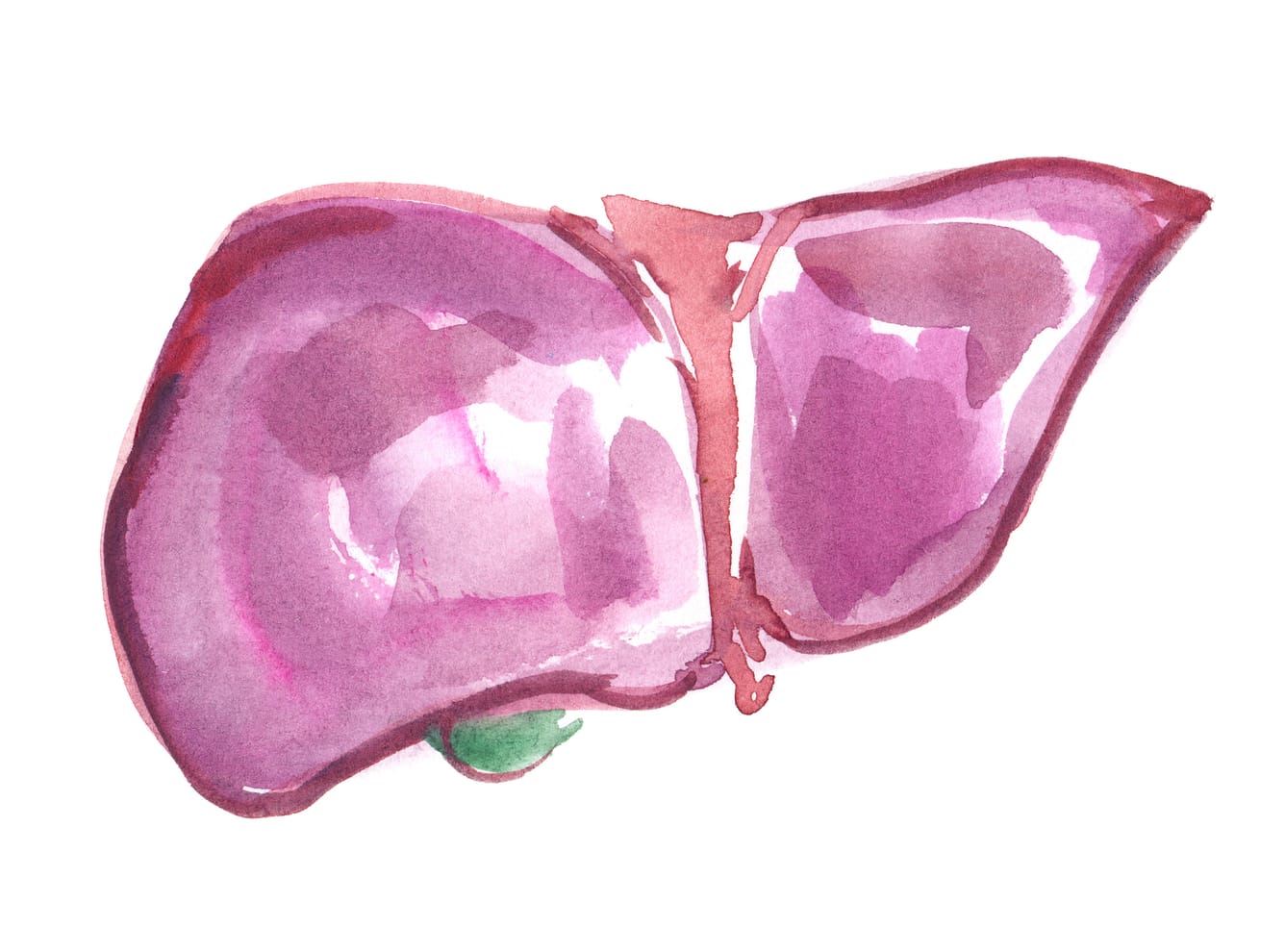 Liver illustration.