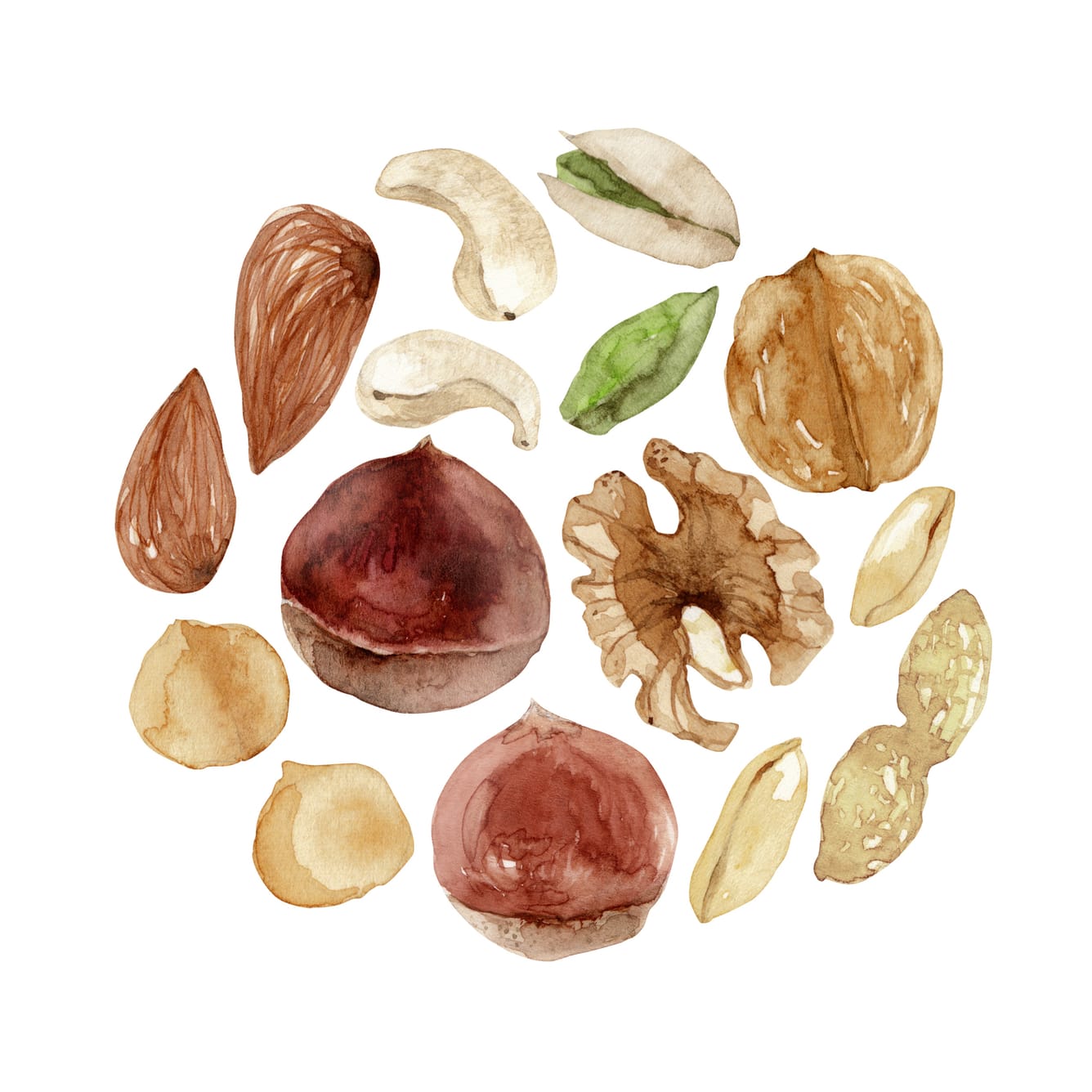 Oilseeds illustration: nuts, cashew, almonds, hazelnuts.