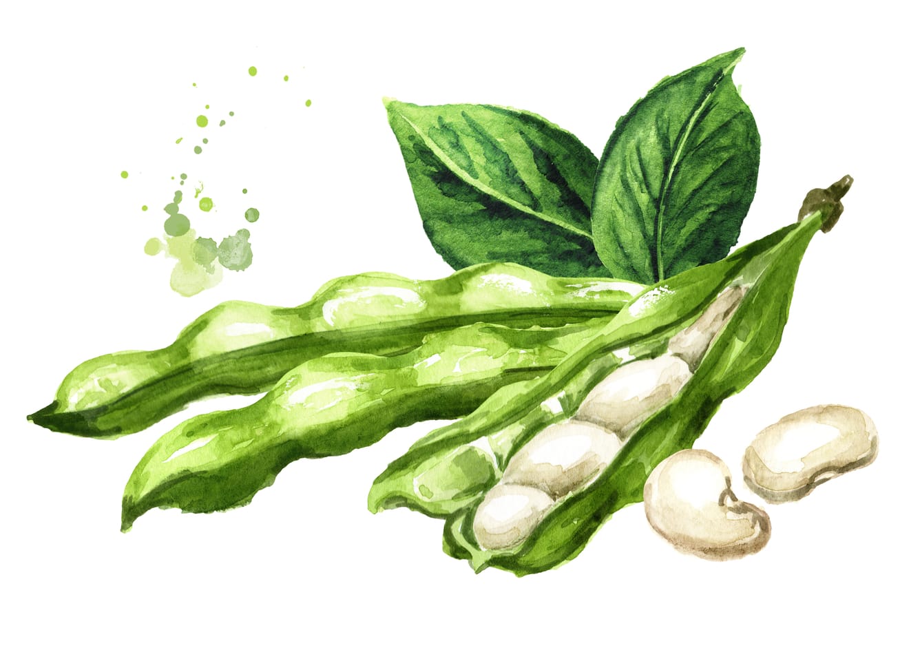 Green beans illustration.