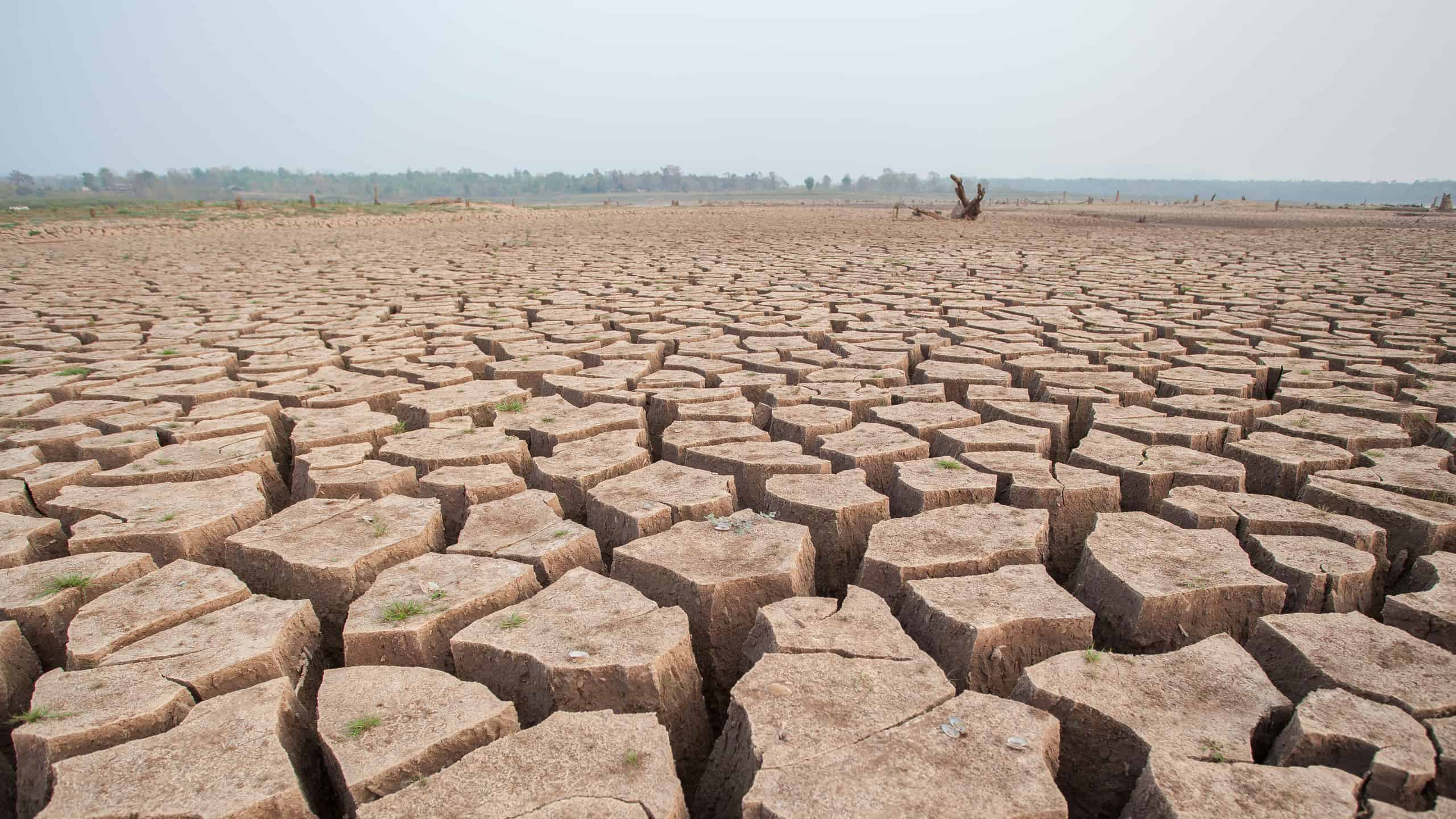 Dry, broken soil.