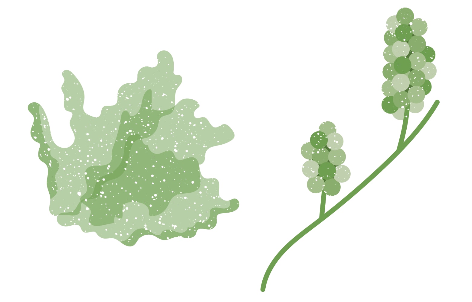 Sea lettuce and green caviar illustration.