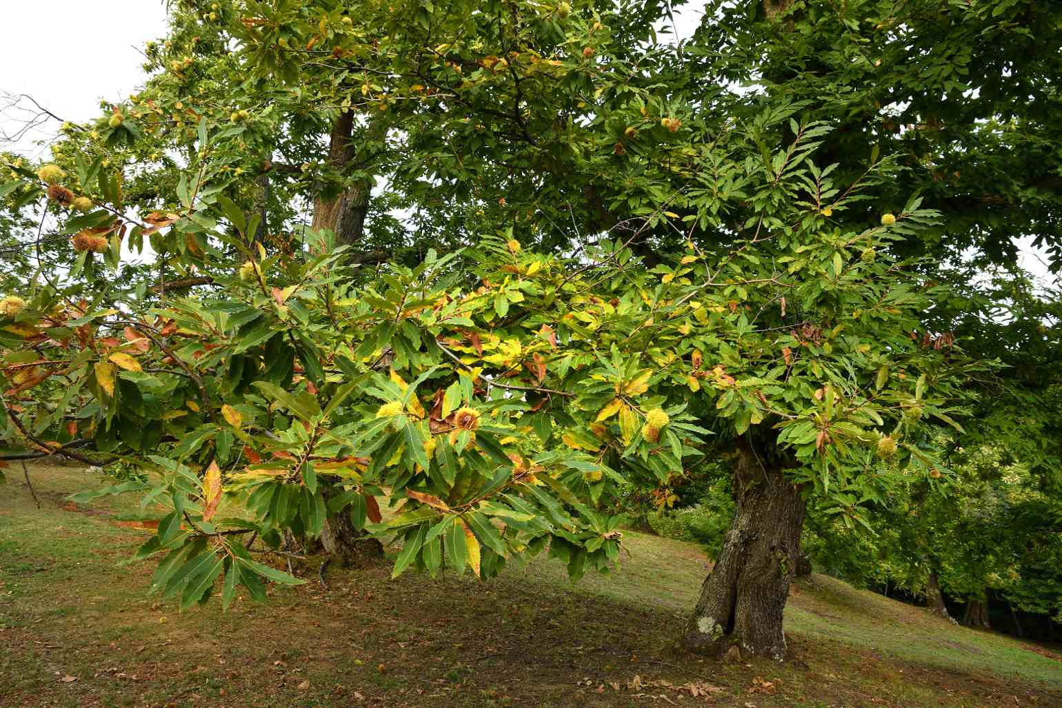 Chestnuts tree, with several burs.