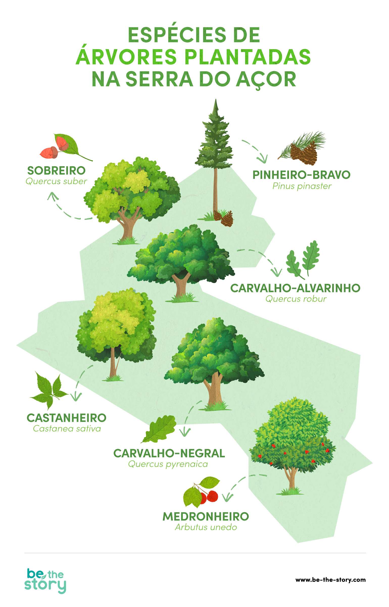 Ilustração das espécies de árvores plantadas na Serra do Açor: sobreiro (Quercus suber); pinheiro-bravo (Pinus pinaster); carvalho-alvarinho (Quercus robur); castanheiro (Castanea sativa); carvalho-negral (Quercus pyrenaica); e medronheiro (Arbutus unedo).