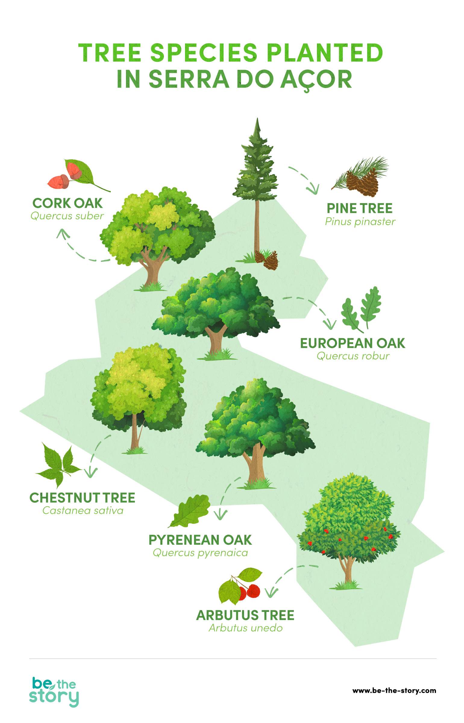 Illustration of the tree species planted in Serra do Açor: cork oak (Quercus suber); pine tree (Pinus pinaster); European oak (Quercus robur); chestnut tree (Castanea sativa); Pyrenean oak (Quercus pyrenaica); arbutus tree (Arbutus unedo).