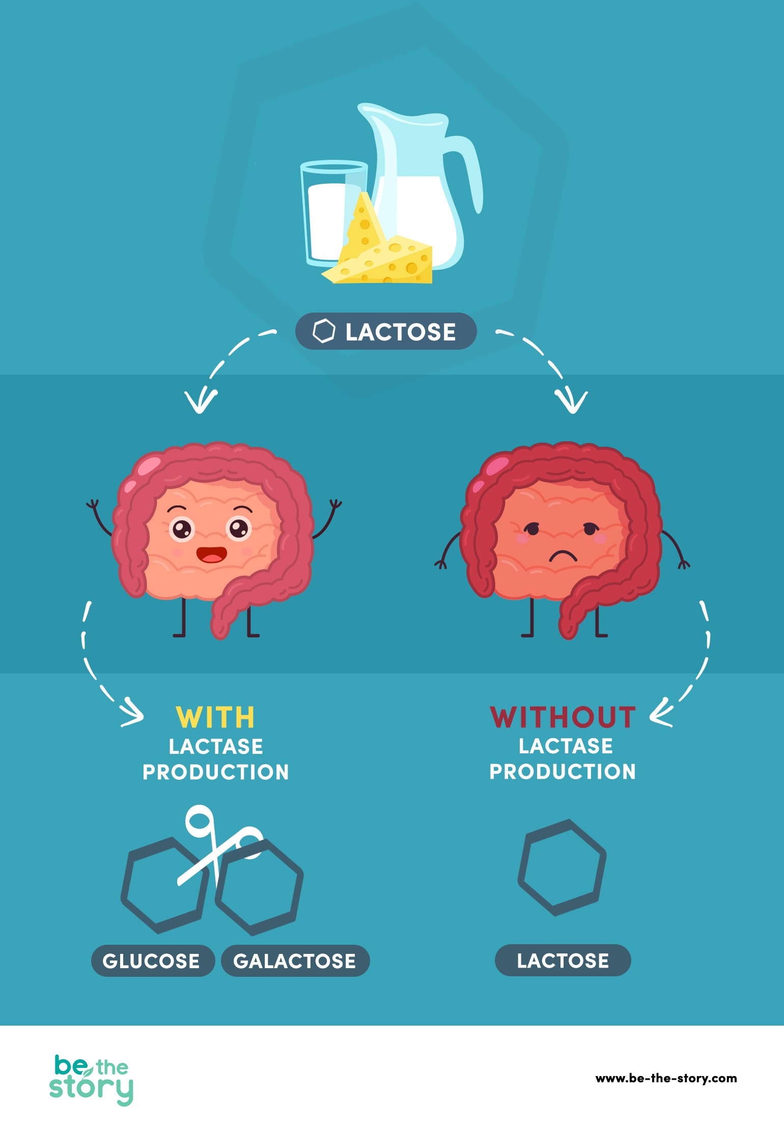 Infographic about what happens to lactose: with lactase production = glucose + galactose; without lactase production = lactose.