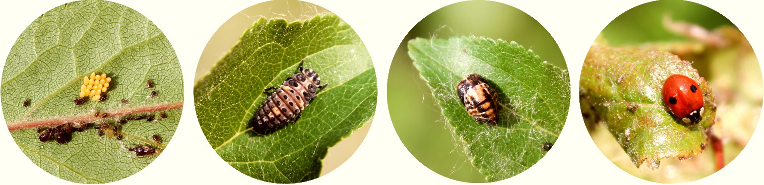 Joaninhas em cada uma das fases da metamorfose: ovos, larva, pupa e fase adulta.