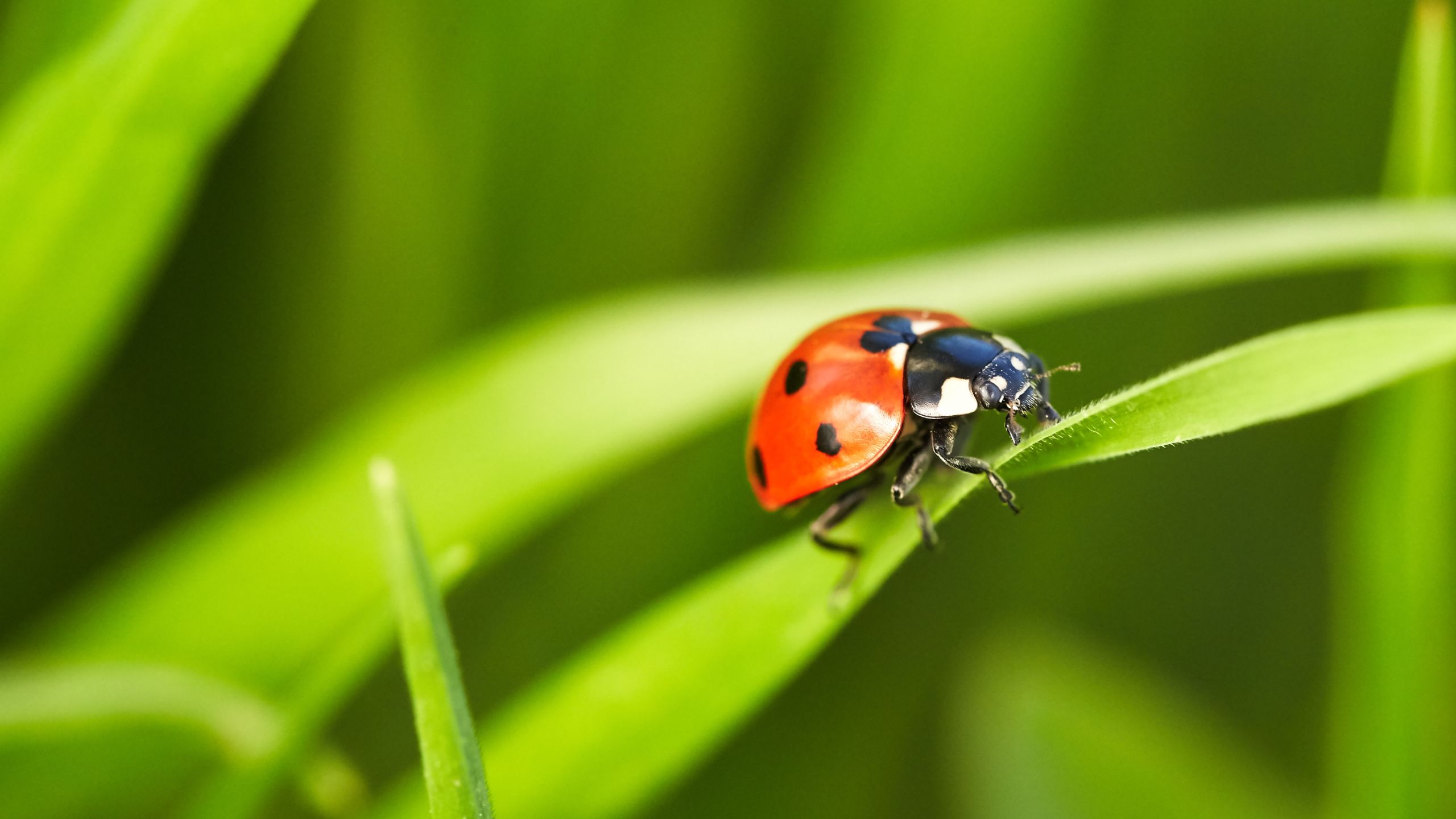 Ladybird clinging to the grass.