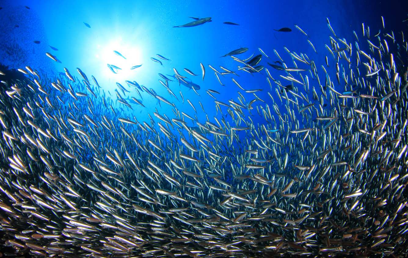 Cardume de sardinhas no mar.