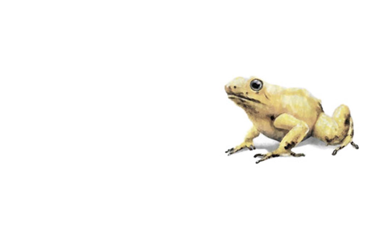 Golden poison frog