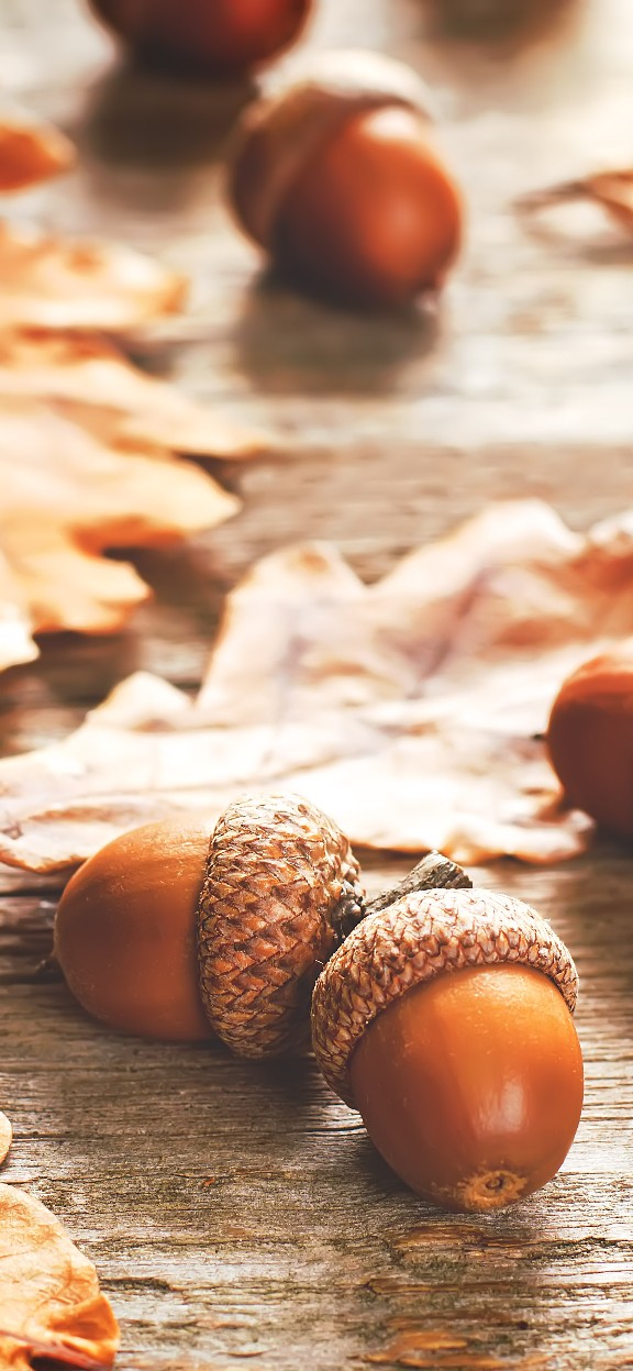 Acorns with leaves scattered on a wooden table.