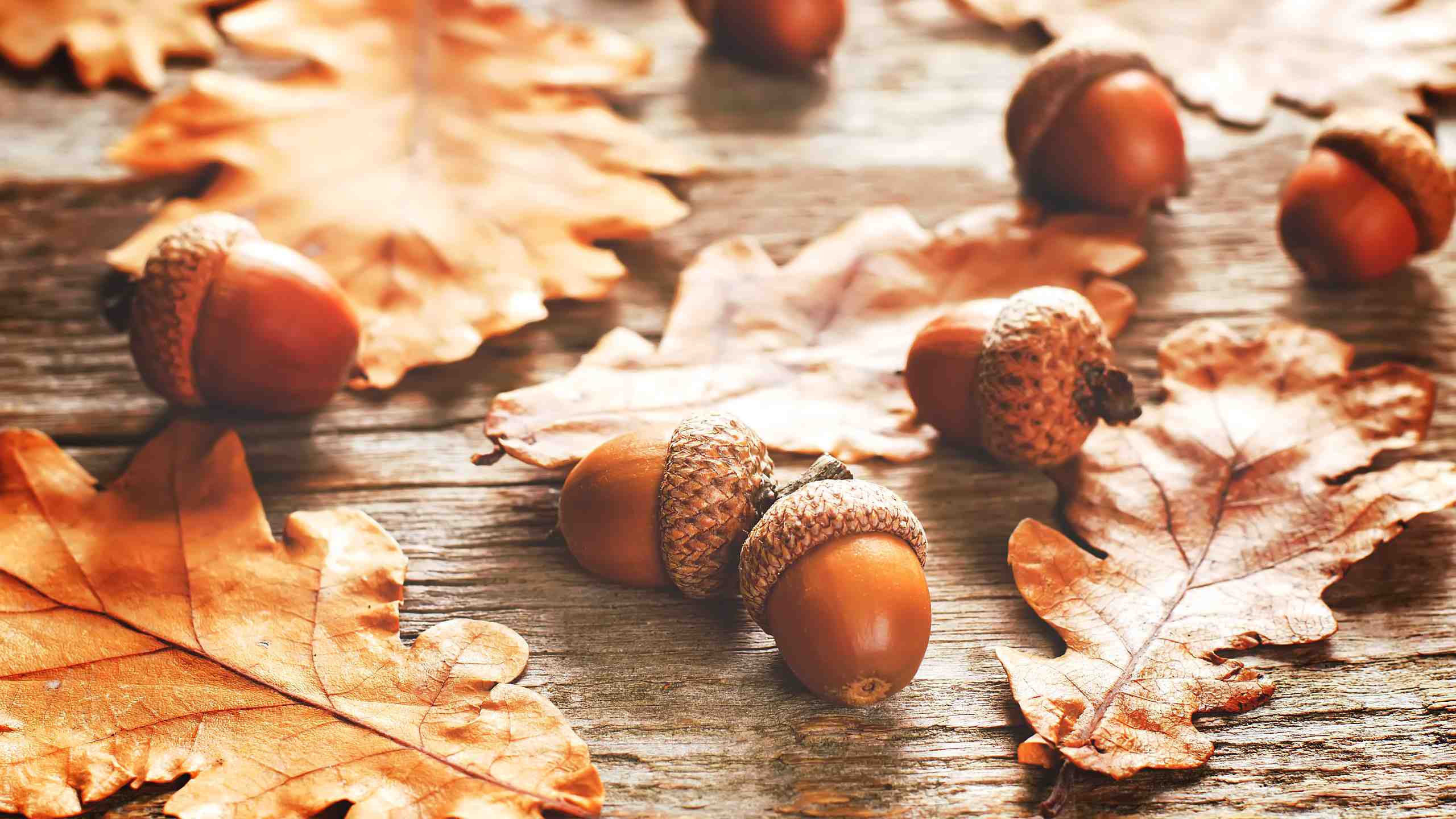 Acorns with leaves scattered on a wooden table.