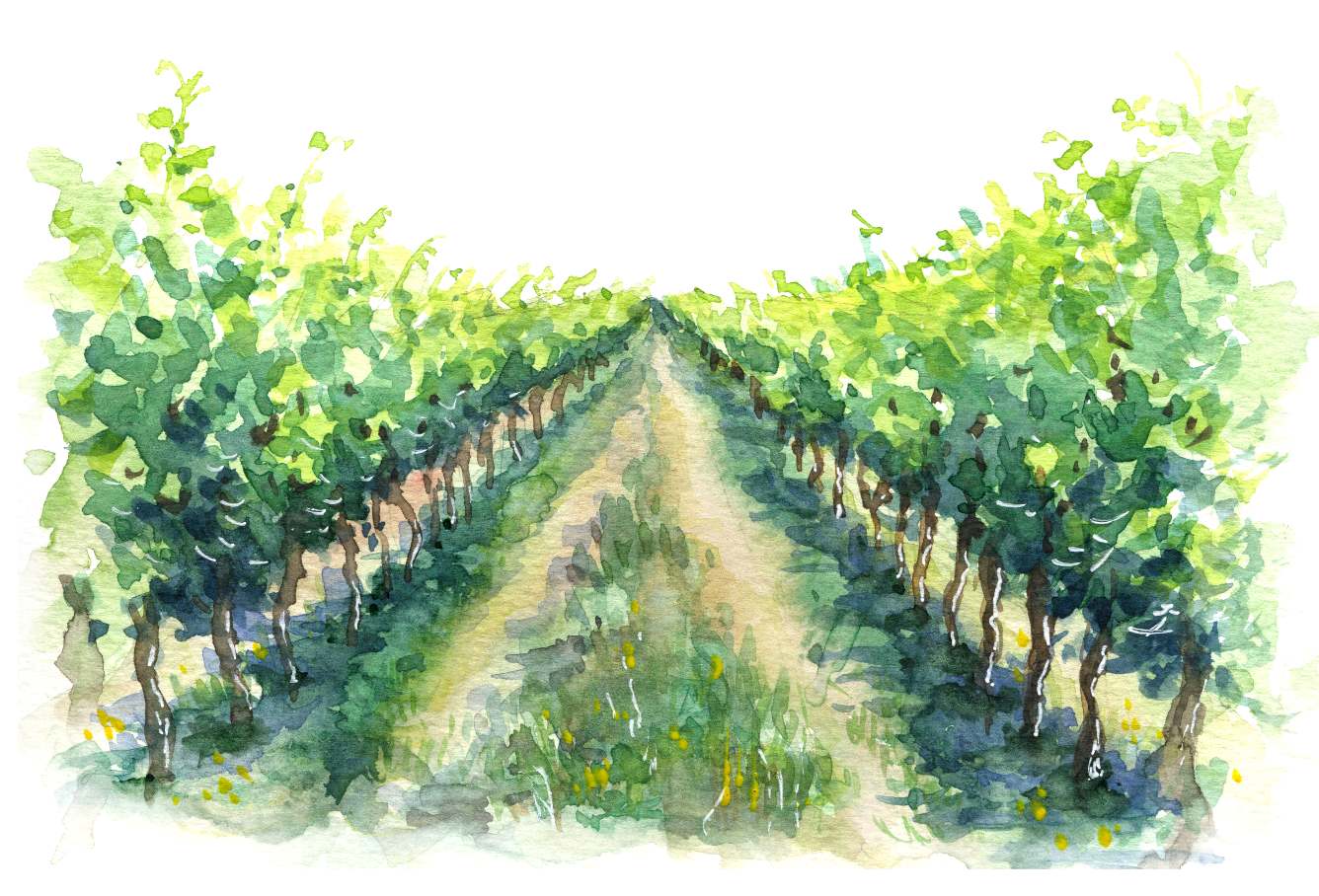 Ilustração de campo com plantação de vinha.