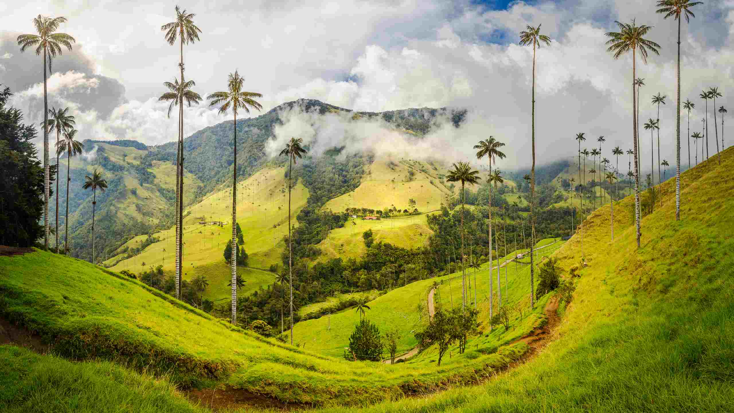 Palmeiras de cera no Vale do Cocora, na Colombia.