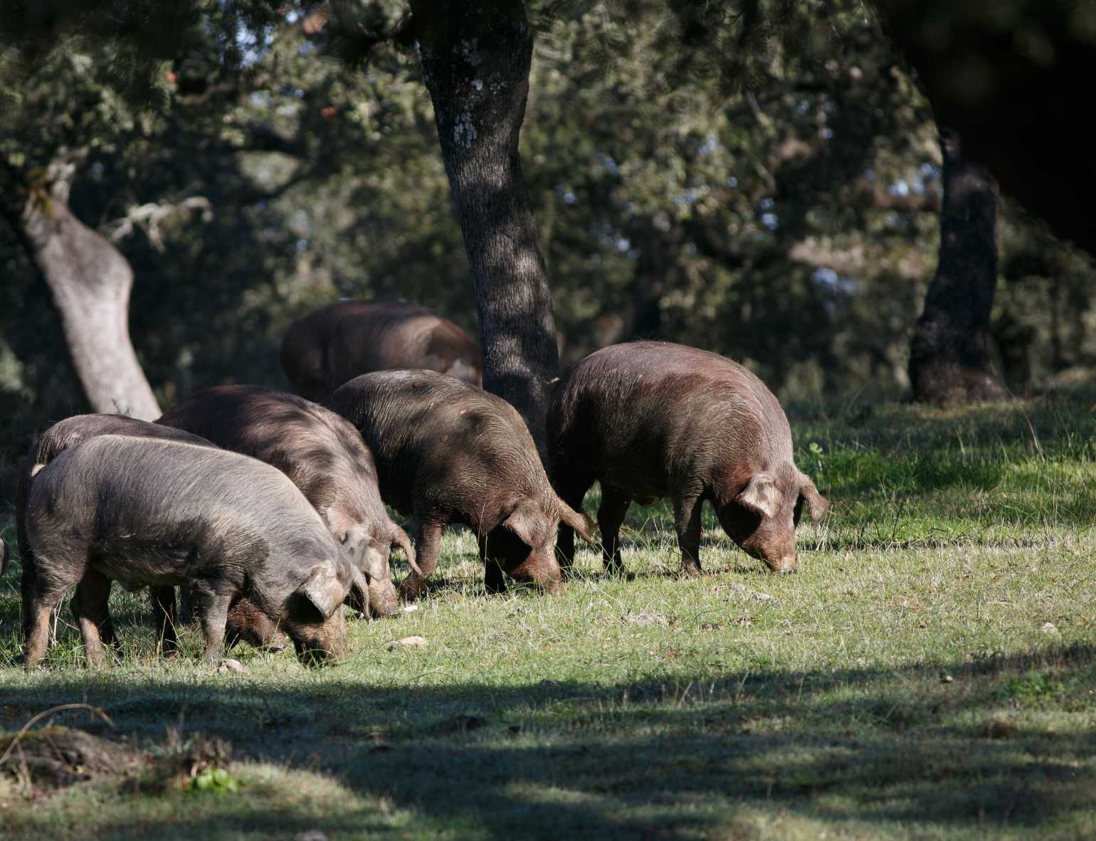 Iberian pigs in an oak forest, eating acorns scattered in the ground.