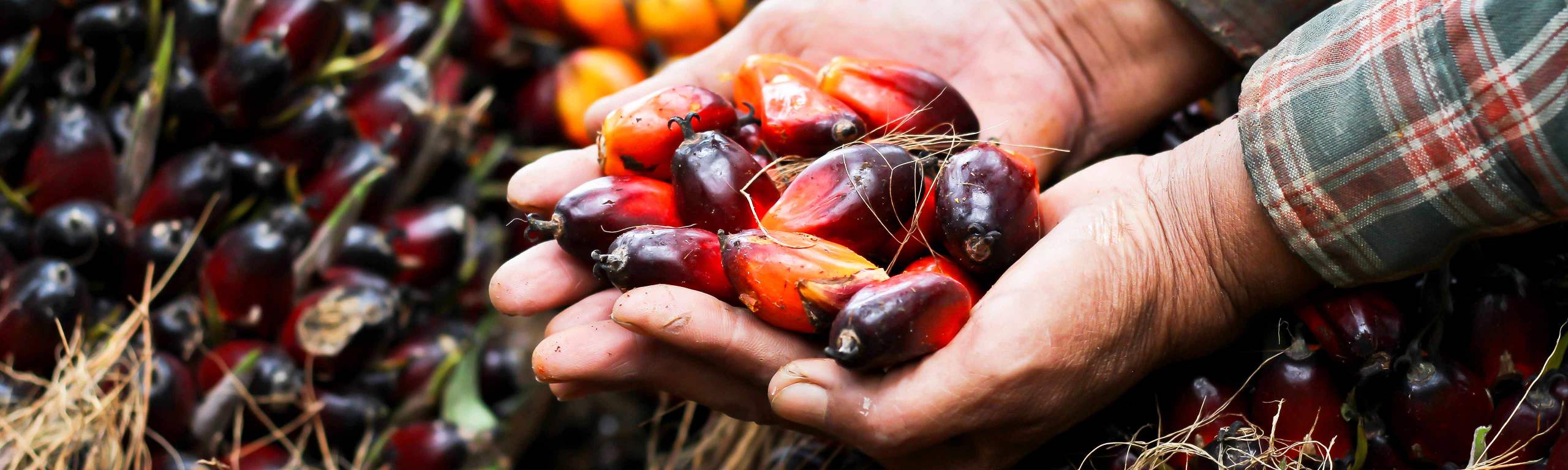 Hands holding palm fruits.