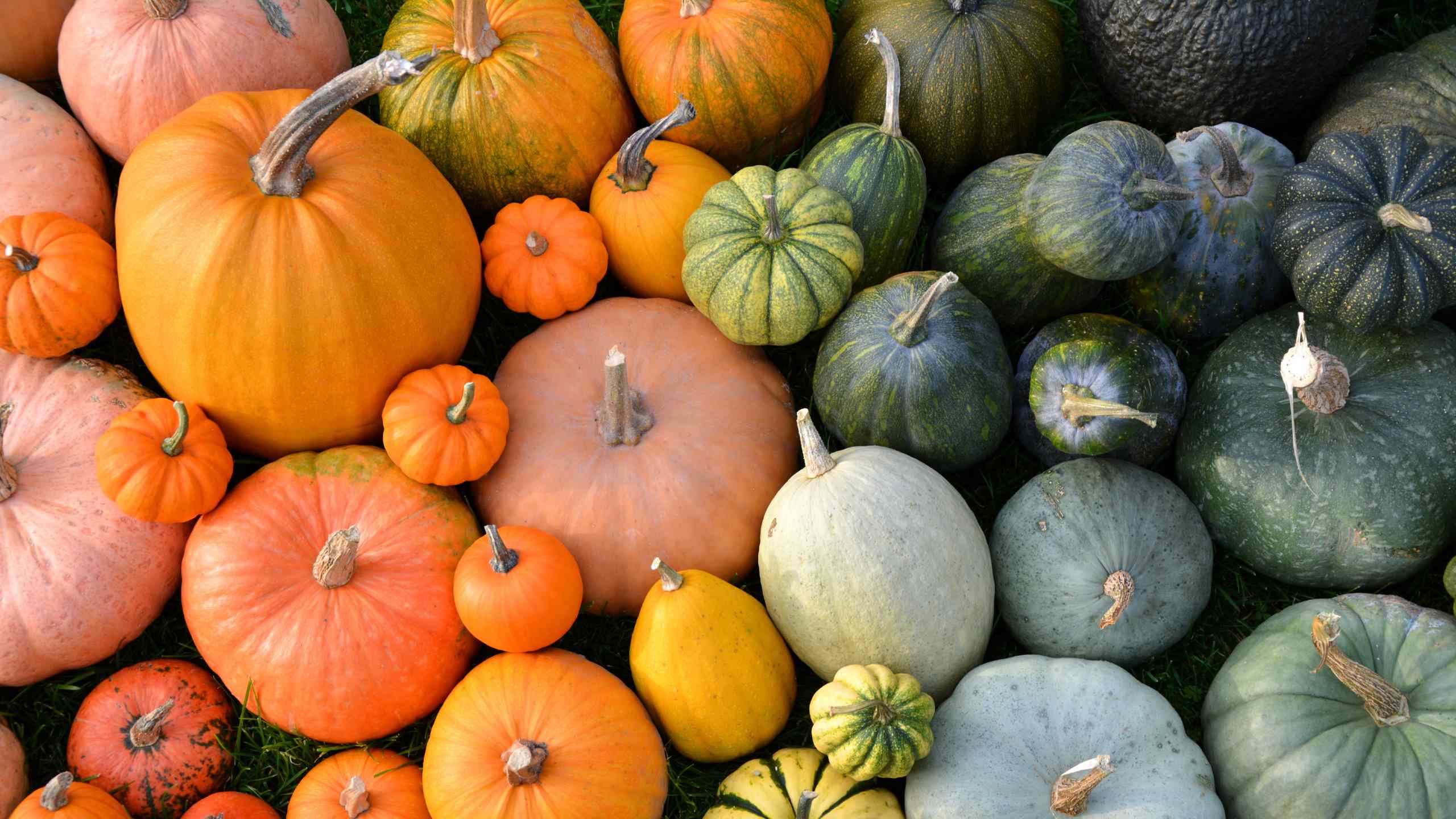 Pumpkins of several sizes and colours