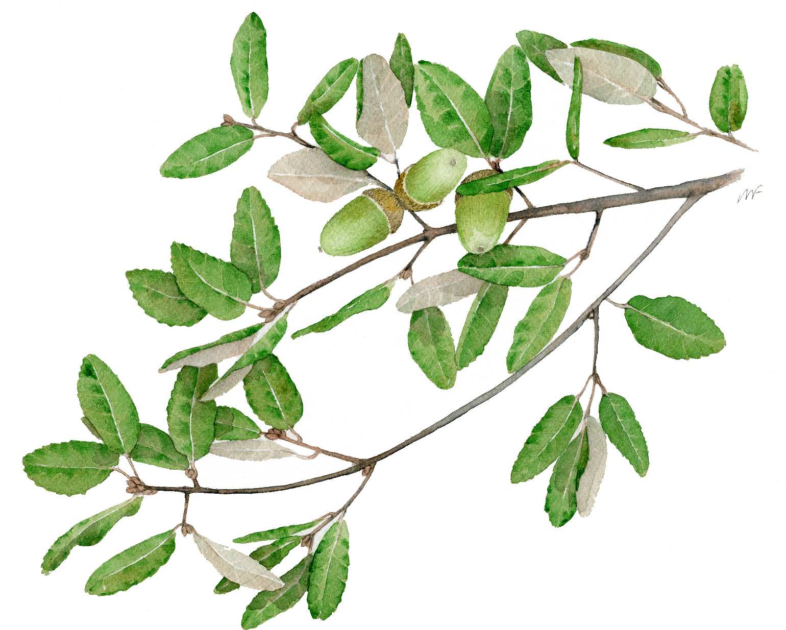 Illustration of an evergreen oak (Quercus ilex) branch, with acorns.