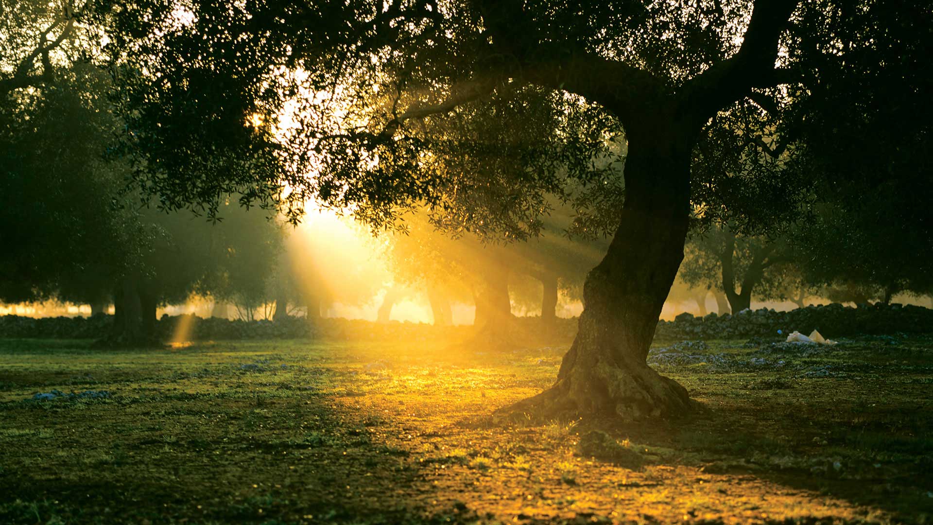 Olive Tree in sunrise