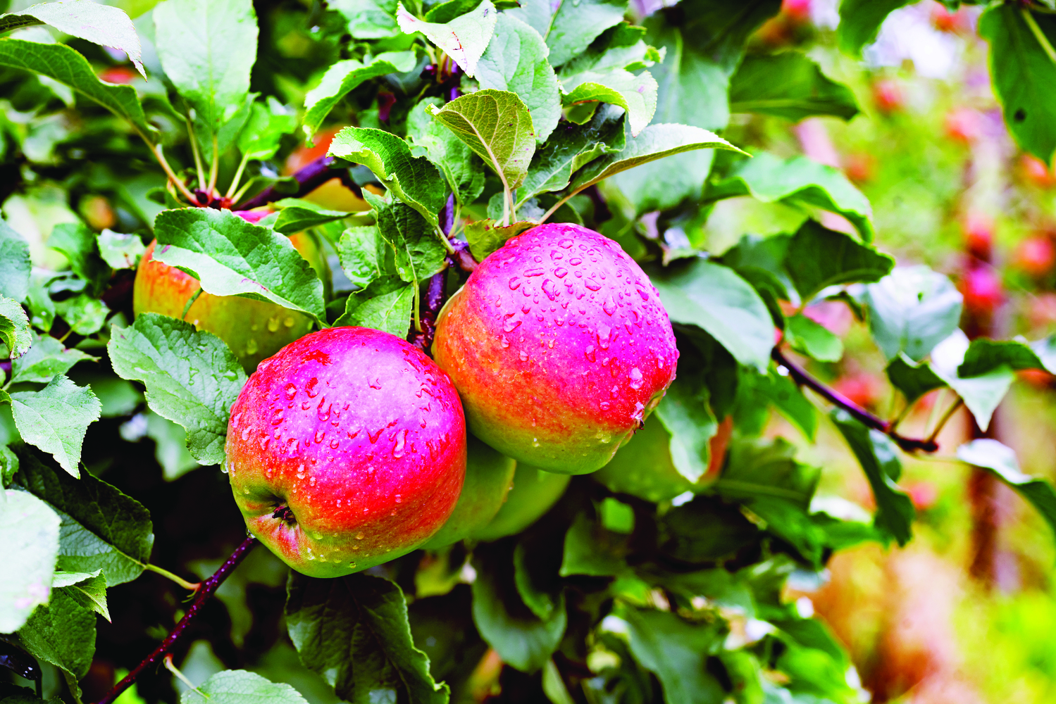 Ligol apple tree branch with apples after rain. A variety bred in Poland, more and more appreciated throughout Europe. The apples are harvested in October. They are large or very large