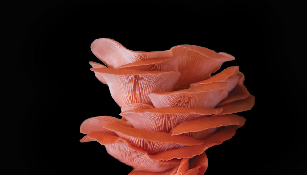 A stack of colorful orange mushrooms on a black background with room for copy.