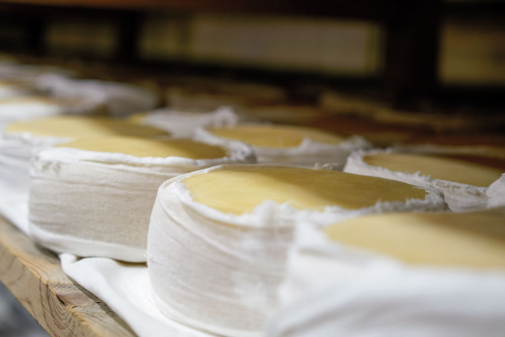 Cheeses from Portugal's Serra da Estrela region