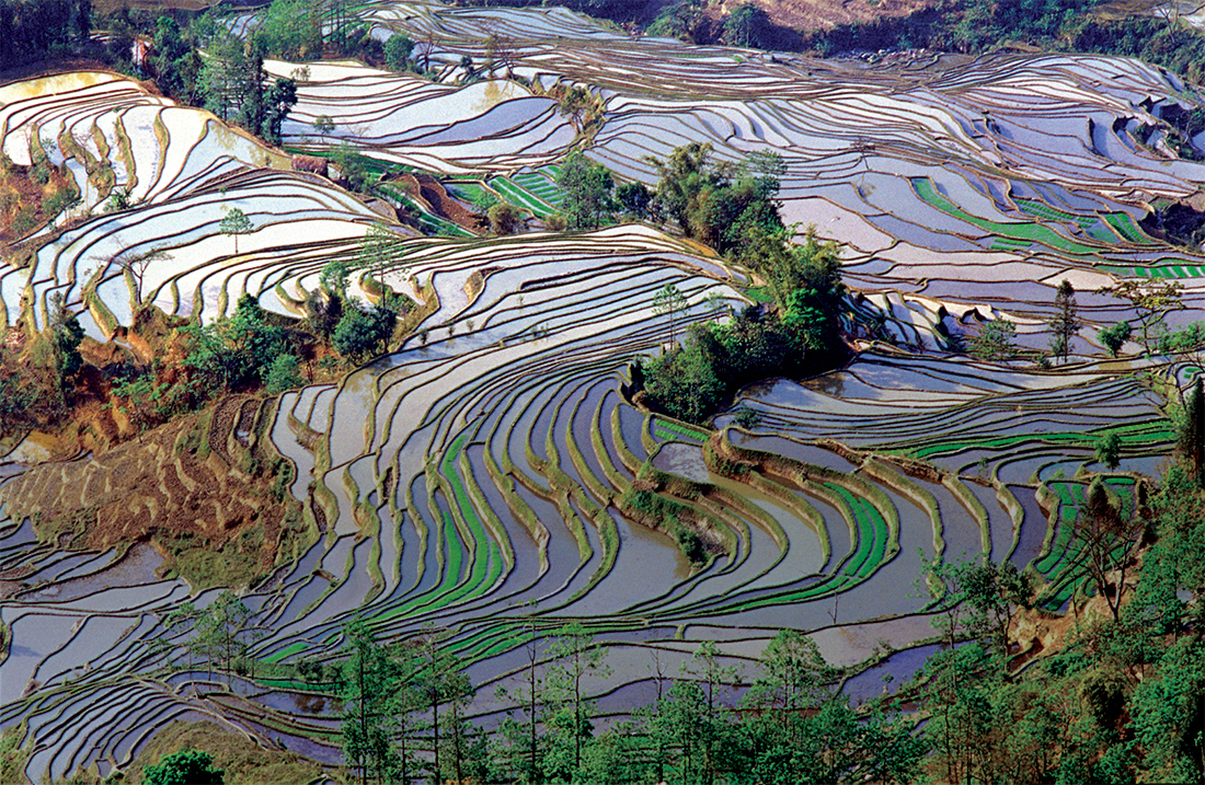 Terrace rice field in spring time at Mengpin Village, Yuanyang County, Yunnan China.