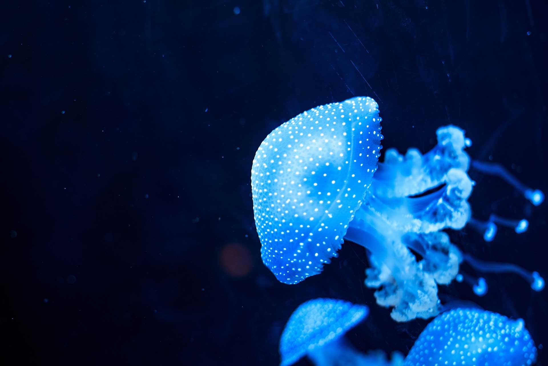 Glowing Blue Jellyfishes. Jellyfish or Jellies Are the Major Non-Polyp Form.