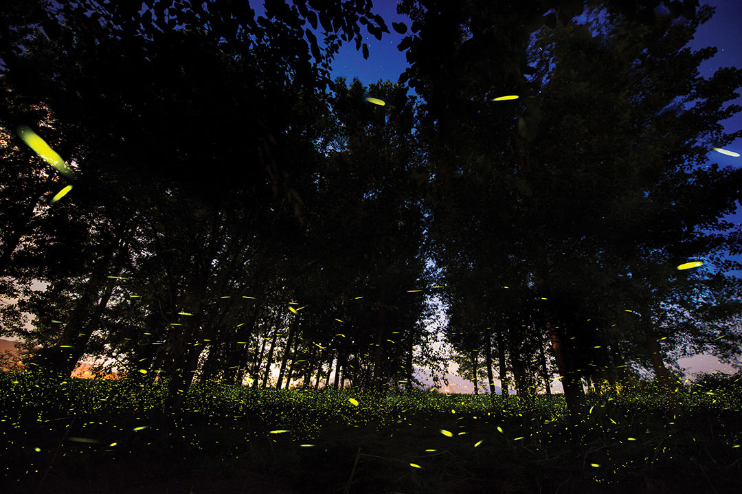 Fireflies mesmerizing dance through the forest.