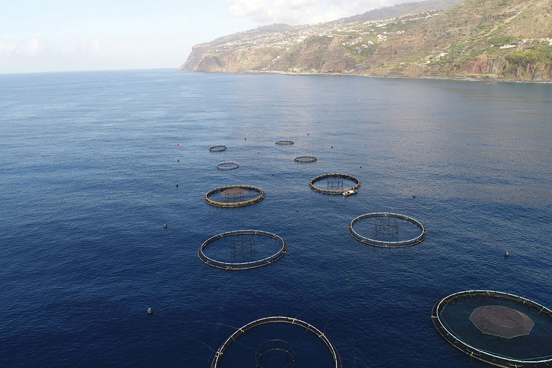 Sea bream began to be produced in September 2017 in this unit set up in Madeira.