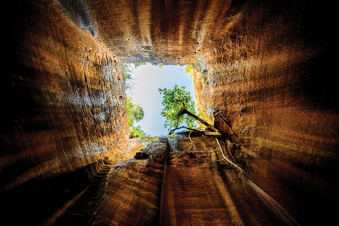 A tree is seen growing up inside the Naida cave while looking upside. The shot was taken in Naida Caves, Diu, India.