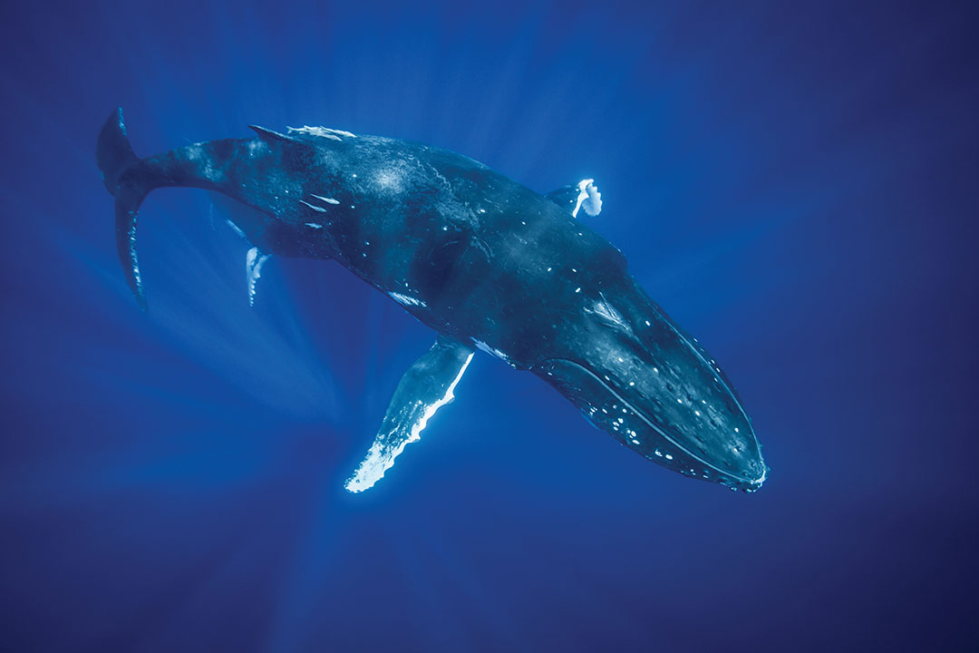 Humpback whale swimming underwater