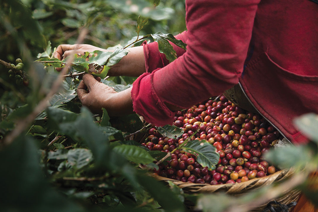 A coffee picker harvests ripe beans on a coffee farm in Matagalpa, Nicaragua.