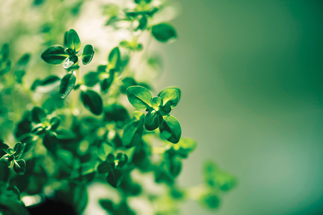 Citrus thyme with close up