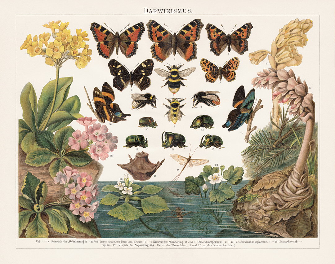 Darwinism - Principle of Natural Selection of Living Organisms by Charles Darwin (English naturalist, 1809-1882): 1 - 4) in animals of the same breed and environment - Bumblebee (Bombus confusus); 5 - 7) Climatic transformations between southern and northern Europe - Small tortoiseshell (Aglais urticae); 8 - 9) Transformations between the seasons (seasonal dimorphism) - Map butterfly (Araschnia levana); 10 - 16) Gender-specific transformations (Sexual dimorphism) - Ancyluris inca (female 10, male 11), Scarab beetle (Phanaeus festivus, 12 male, 13-16 male); 17 - 19) Crossbreed between of two organisms of different breeds, varieties, species or genera through sexual reproduction (Bastardization) - Primula auricula (17) and Primula hirsuta (18) are the parents of Primula pubescens (19); 20 - 25) Adaptation to the aquatic life - Water chestnut (Trapa natans), plant (20) and nut (21), Water-crowfoot (Ranunculus aquatilis, 22), Mayfly (Ephemera vulgata, 23) and its gill larva (24), Backswimmer (Notonecta glauca, 25); 26 - 27) Adapting to the parasite life - Toothwort (Lathraea squamaria, 26), Dutchman's pipe (Monotropa Hypopithys, 27). Lithograph, published in 1897.