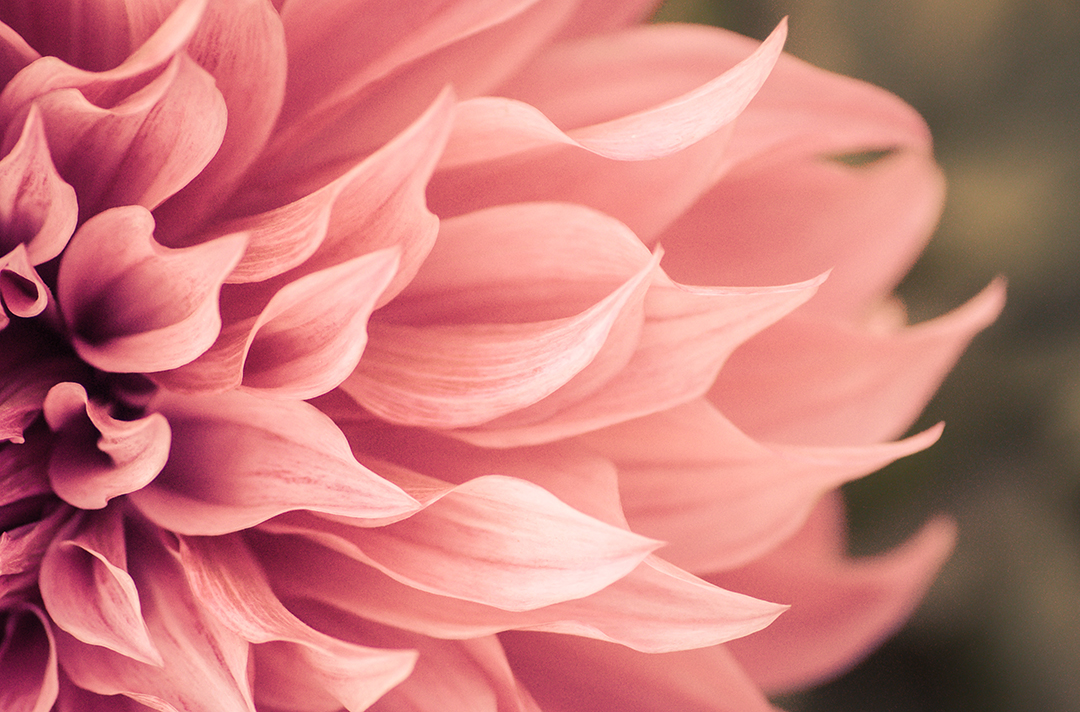 Collection of colorful spring flowers