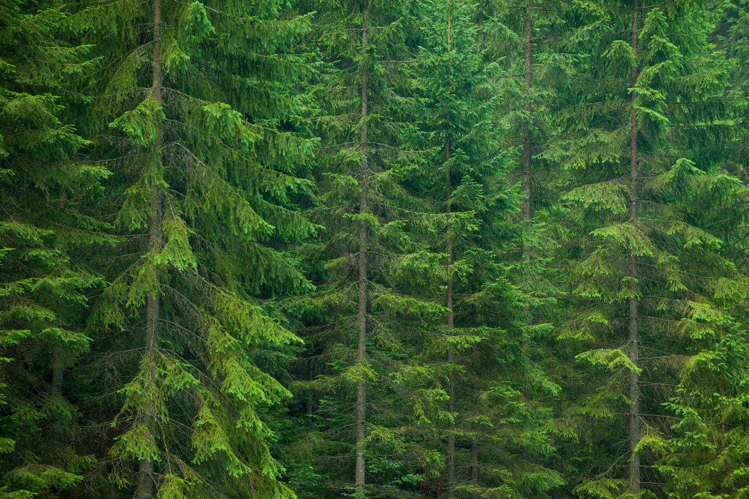 Pine lush green trees