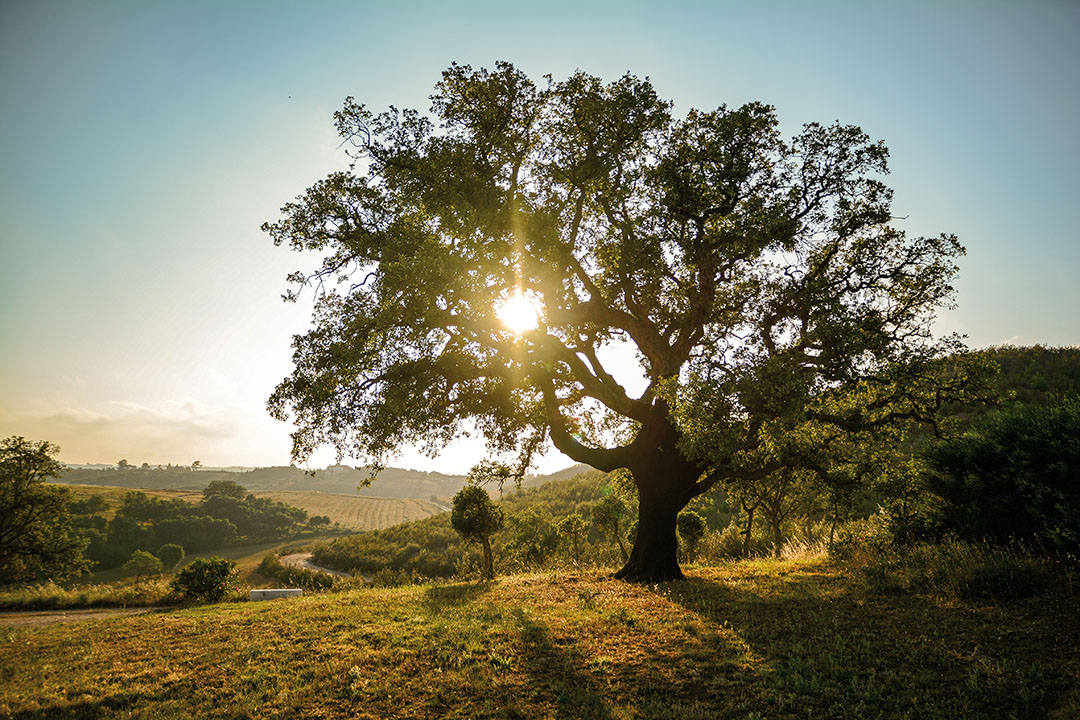 An old tree at sunrise