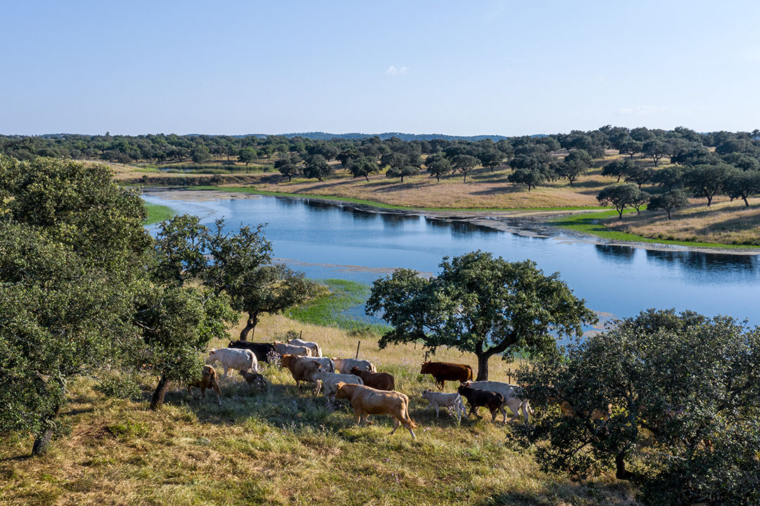 landscape with a lake and a group of cows