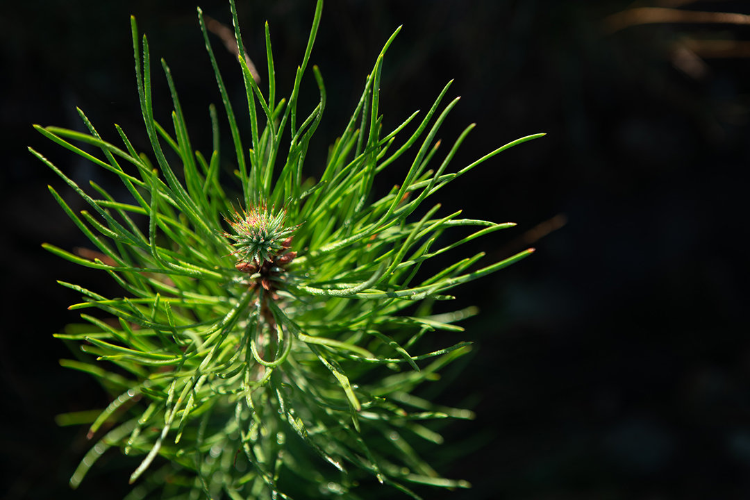 pine tree detail with a little flower