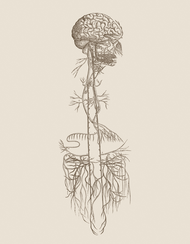 sepia drawing of the gut-brain axis and the vagus nerve