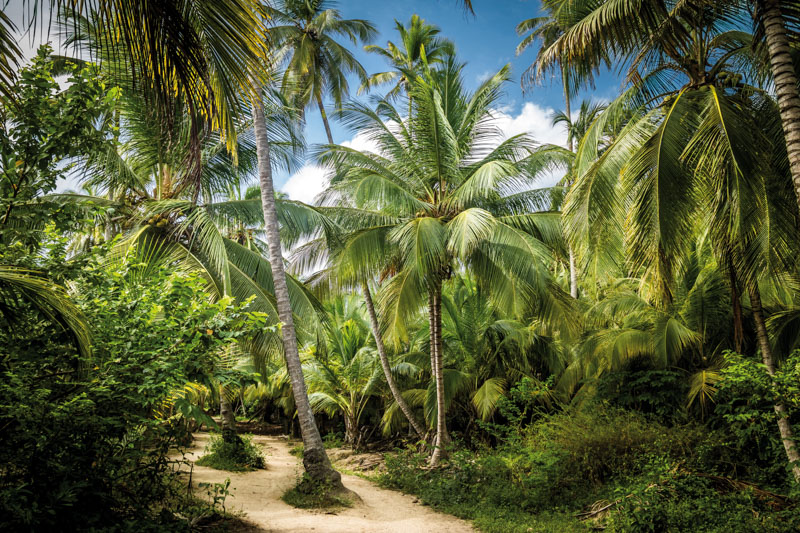 photo of a natural park in Colombia, with palm trees