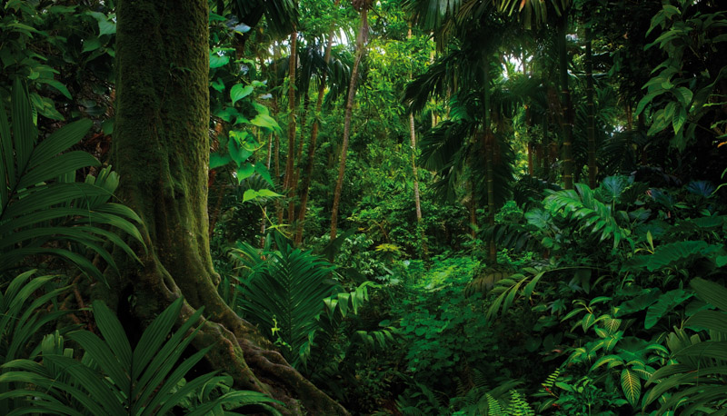  image of a green forest