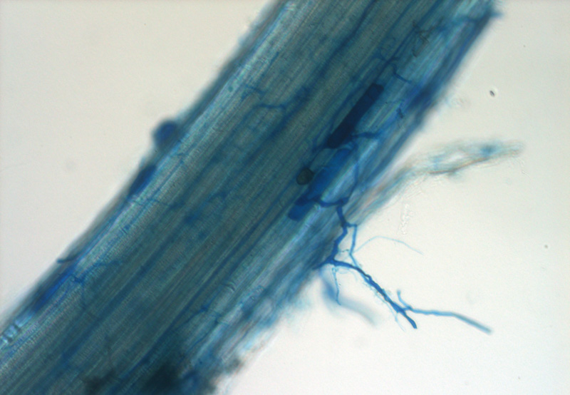 Microscopic cut of root colonized by mycorrhizal fungi