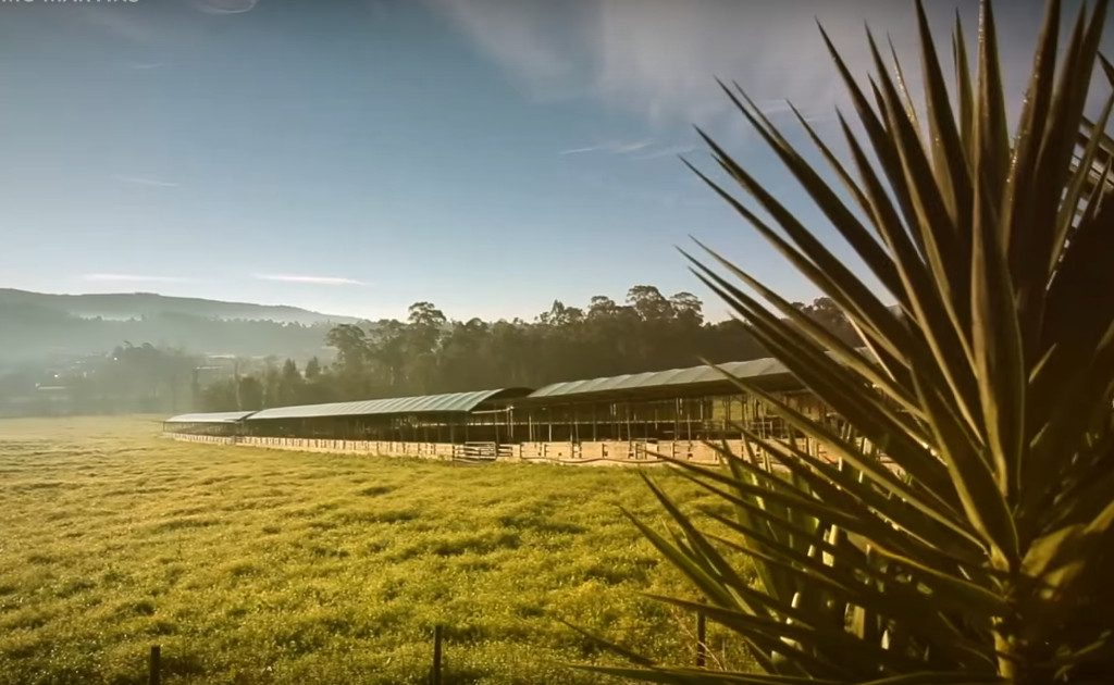 Raising Cattle in a sustainable way @Jerónimo Martins