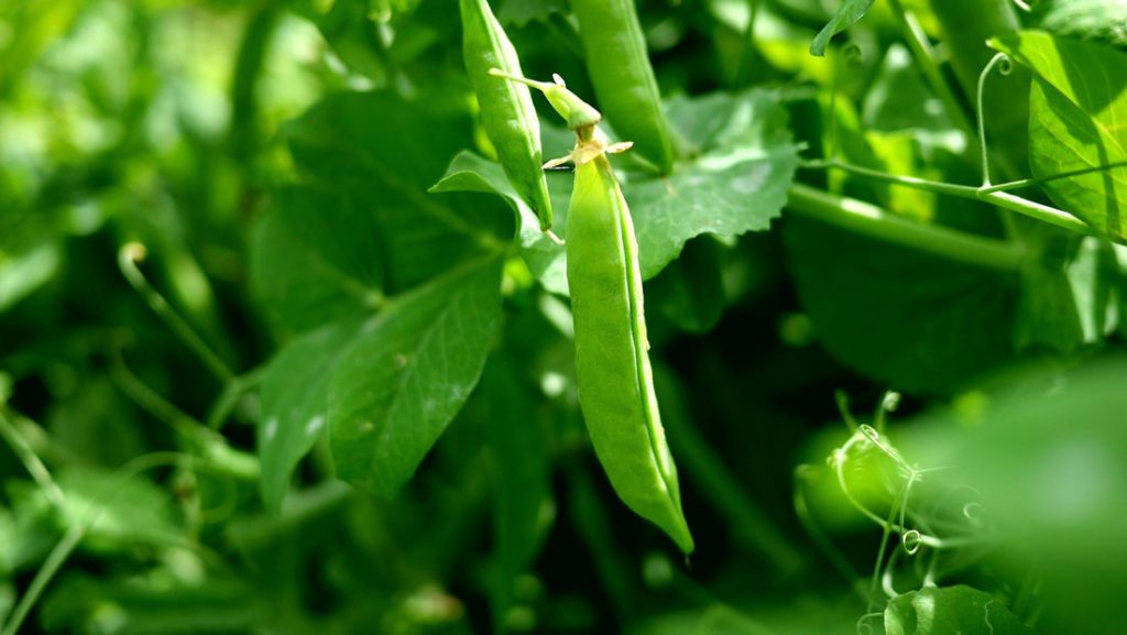 Photo of a fresh bright green pea pod on a pea plant in a garden. Growing peas outdoors.