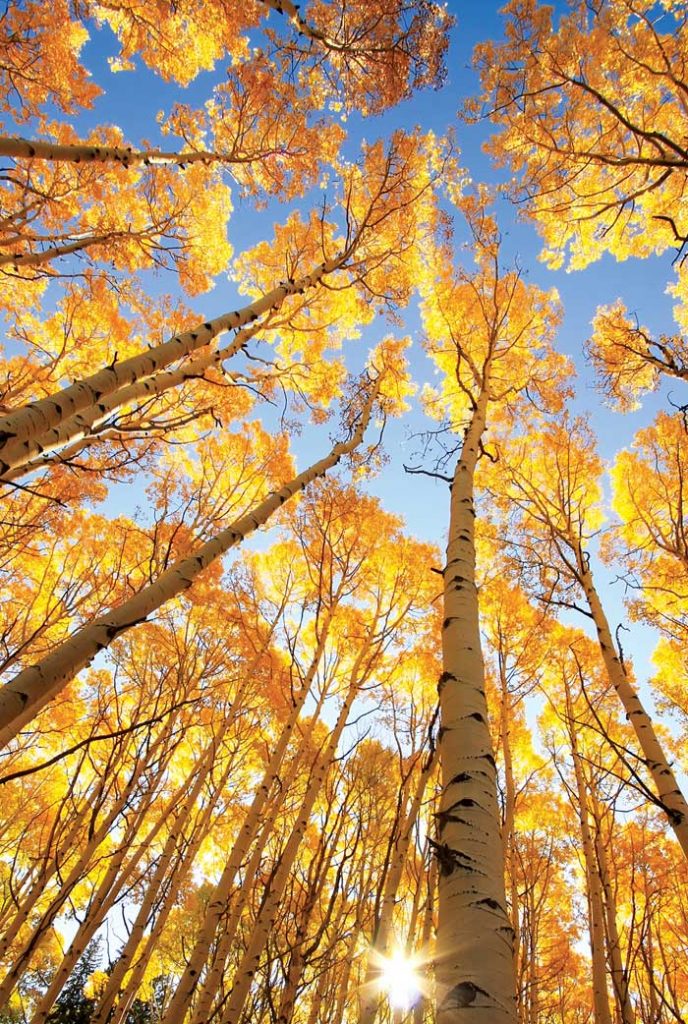 Aspen trees with fall color, San Juan National Forest, Colorado, USA