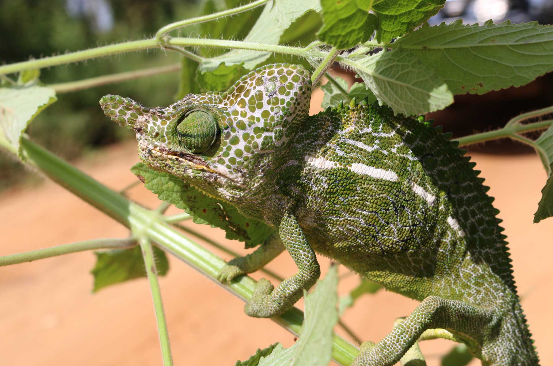 Labord's chameleon of Madagascar