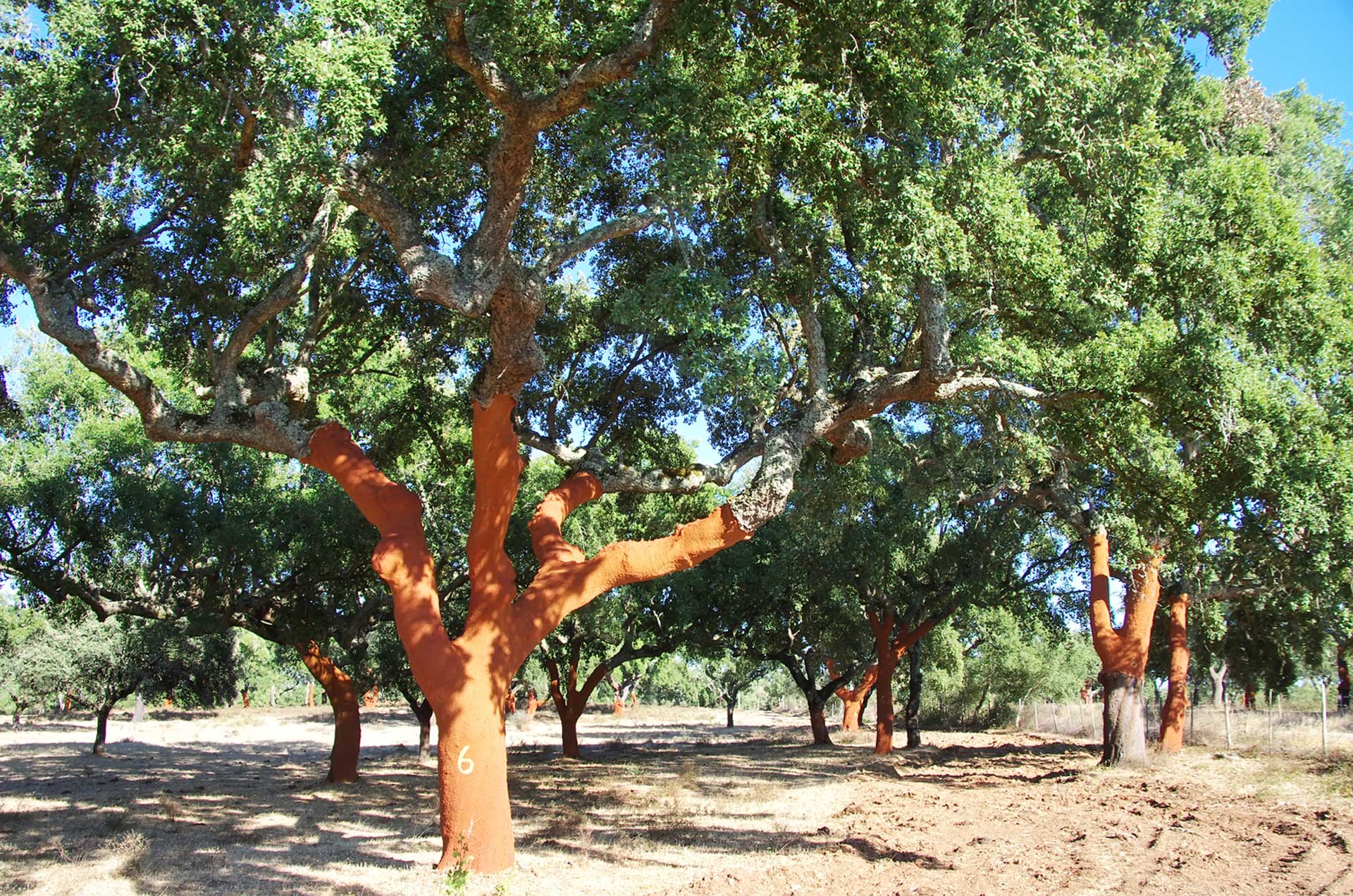 Stripped Cork Trees at Portugal